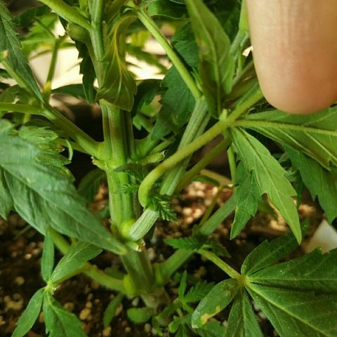 A.M.S #2 growlog timeline photo