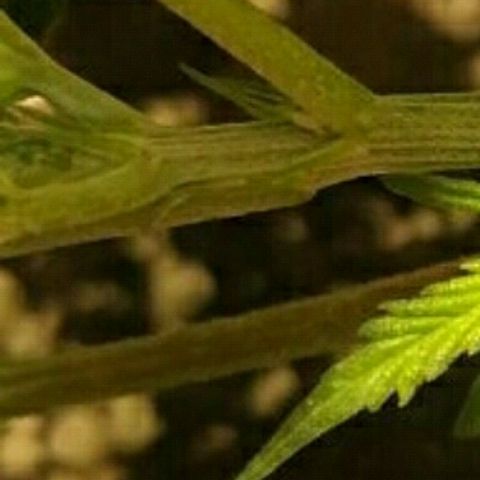 A.M.S #2 growlog timeline photo