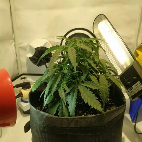 A.M.S #2 growlog timeline photo
