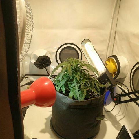 A.M.S #2 growlog timeline photo