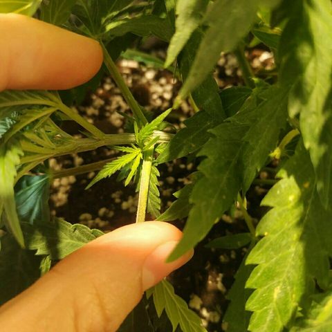 A.M.S #2 growlog timeline photo