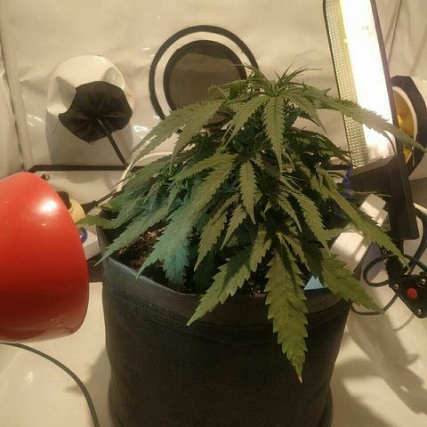 A.M.S #2 growlog photo: Опять замечаны листы с дырками не как не выведем вредителей 