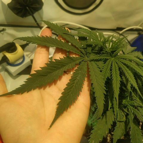 A.M.S #2 growlog photo: Опять замечаны листы с дырками не как не выведем вредителей 