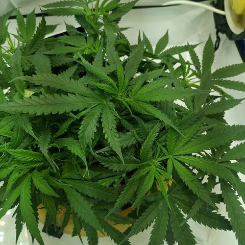 A.M.S #2 growlog photo: Вроде зацветает 