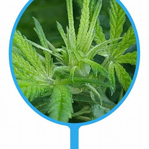 A.M.S #2 growlog photo: Вроде зацветает 