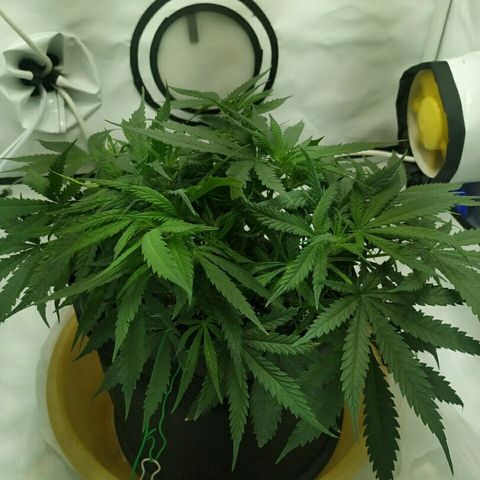 A.M.S #2 growlog timeline photo