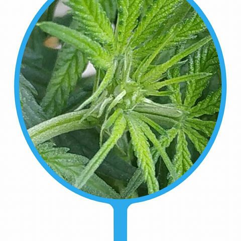 A.M.S #2 growlog photo: Вроде зацветает 