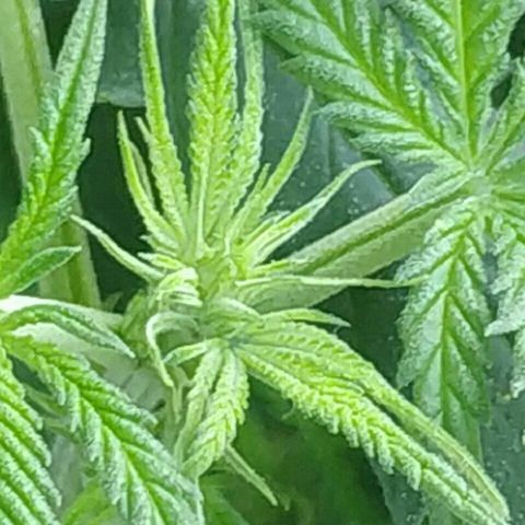 A.M.S #2 growlog photo: Вроде зацветает 