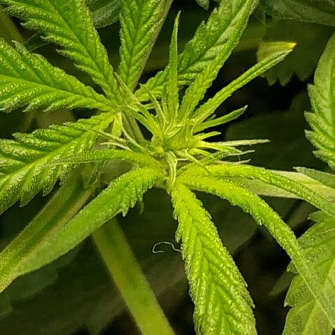 A.M.S #2 growlog photo: Первые стигмы из бутонов на 67 день с момента посадки 