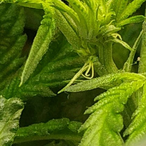 A.M.S #2 growlog photo: Первые стигмы из бутонов на 67 день с момента посадки 