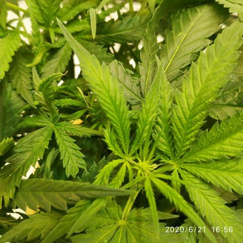 A.M.S #2 growlog photo: Первые стигмы из бутонов на 67 день с момента посадки 