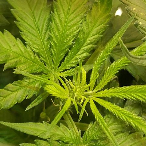 A.M.S #2 growlog photo: Первые стигмы из бутонов на 67 день с момента посадки 