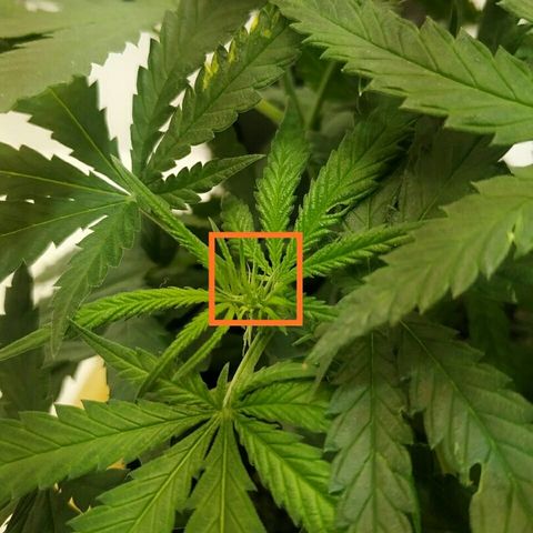 A.M.S #2 growlog photo: Первые стигмы из бутонов на 67 день с момента посадки 