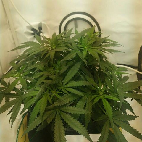 A.M.S #2 growlog timeline photo