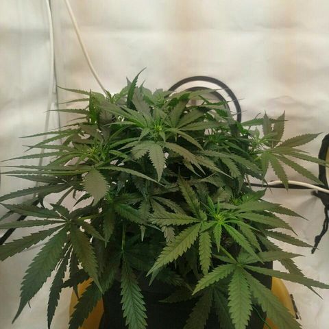 A.M.S #2 growlog timeline photo