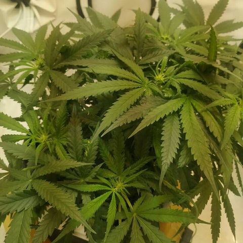 A.M.S #2 growlog timeline photo