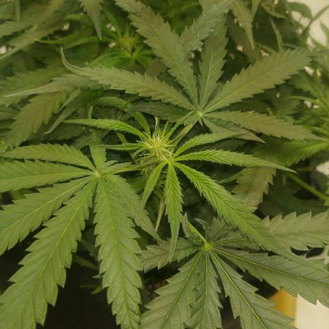 A.M.S #2 growlog timeline photo