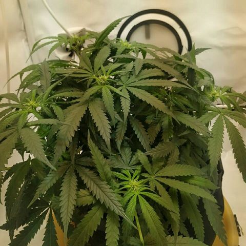 A.M.S #2 growlog timeline photo