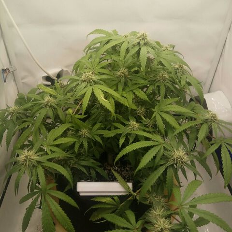 A.M.S #2 growlog timeline photo
