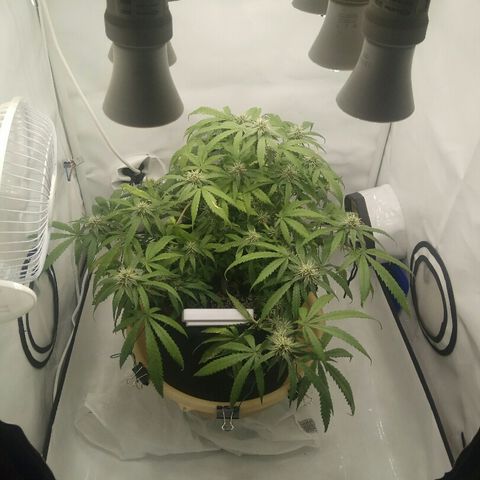A.M.S #2 growlog timeline photo