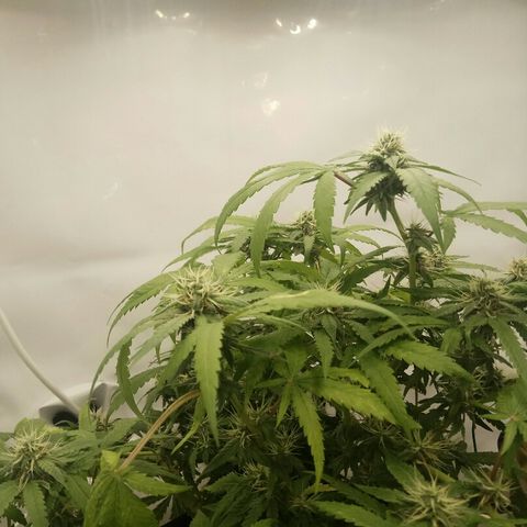 A.M.S #2 growlog timeline photo