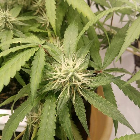 A.M.S #2 growlog timeline photo