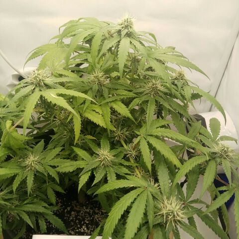 A.M.S #2 growlog timeline photo