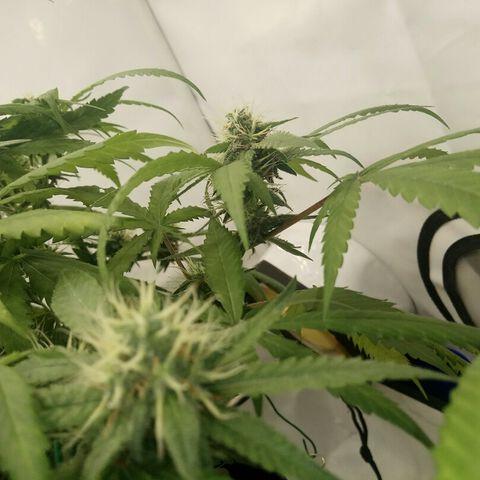 A.M.S #2 growlog timeline photo