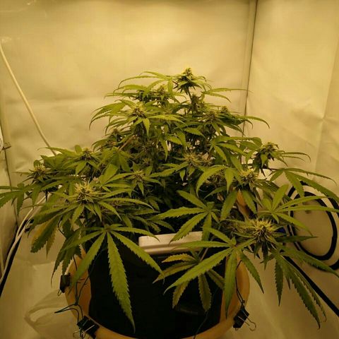 A.M.S #2 growlog timeline photo