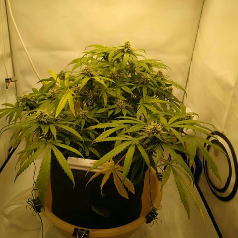 A.M.S #2 growlog timeline photo