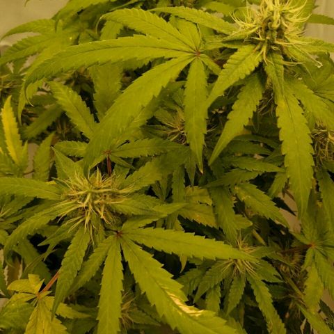 A.M.S #2 growlog timeline photo