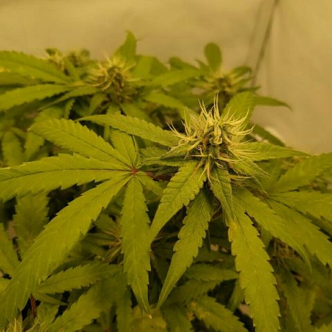 A.M.S #2 growlog timeline photo