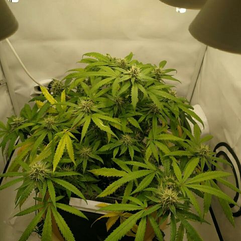 A.M.S #2 growlog timeline photo