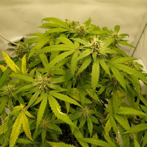 A.M.S #2 growlog timeline photo