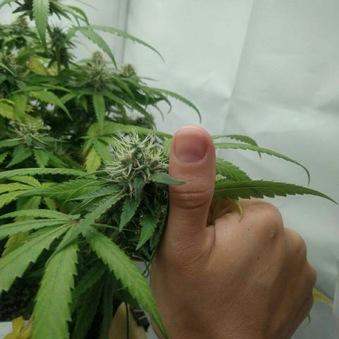 A.M.S #2 growlog timeline photo