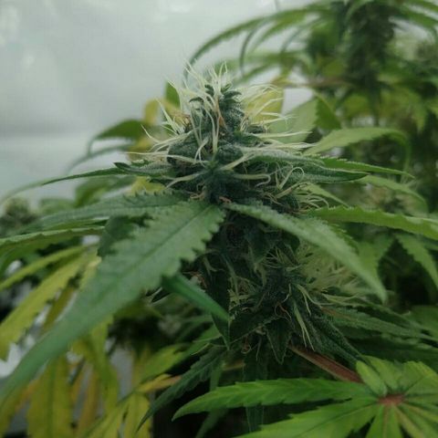 A.M.S #2 growlog timeline photo