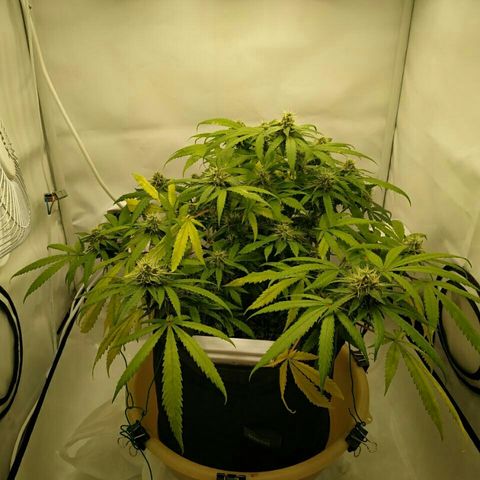 A.M.S #2 growlog timeline photo