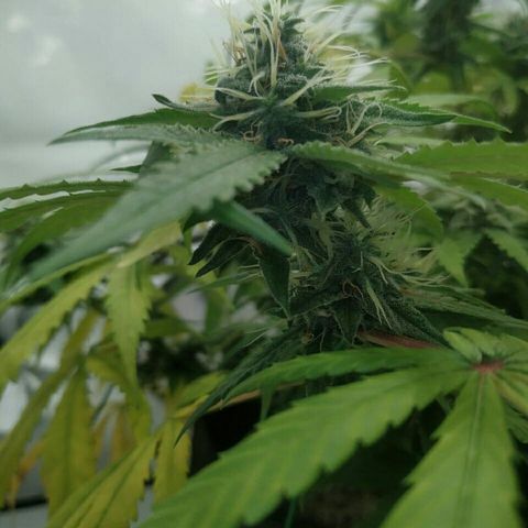 A.M.S #2 growlog timeline photo