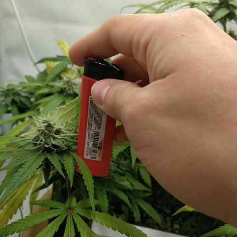 A.M.S #2 growlog timeline photo