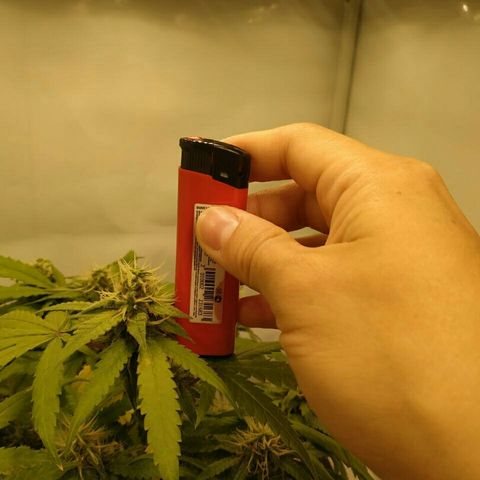 A.M.S #2 growlog timeline photo
