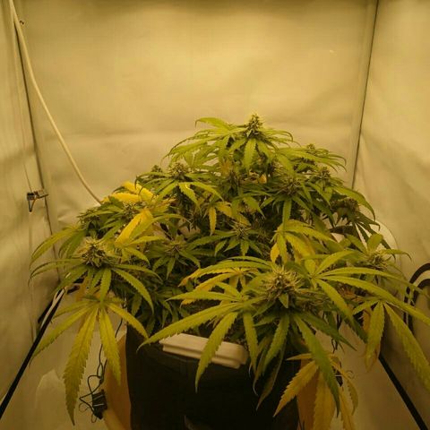 A.M.S #2 growlog timeline photo