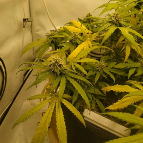 A.M.S #2 growlog timeline photo