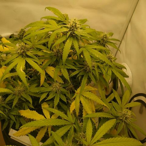 A.M.S #2 growlog timeline photo