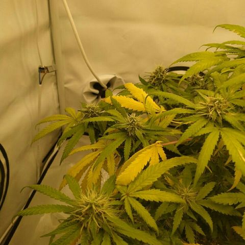 A.M.S #2 growlog timeline photo