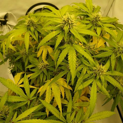 A.M.S #2 growlog timeline photo
