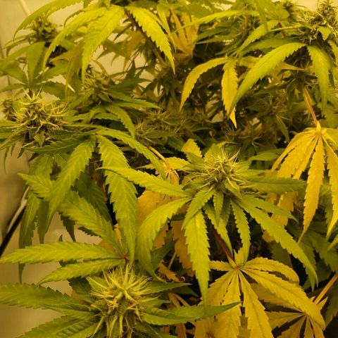A.M.S #2 growlog timeline photo