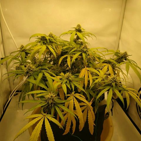 A.M.S #2 growlog timeline photo