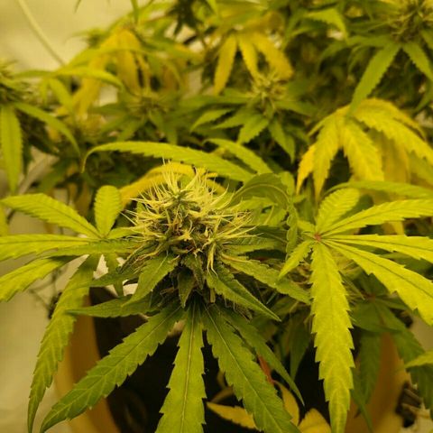 A.M.S #2 growlog timeline photo