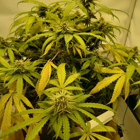 A.M.S #2 growlog timeline photo