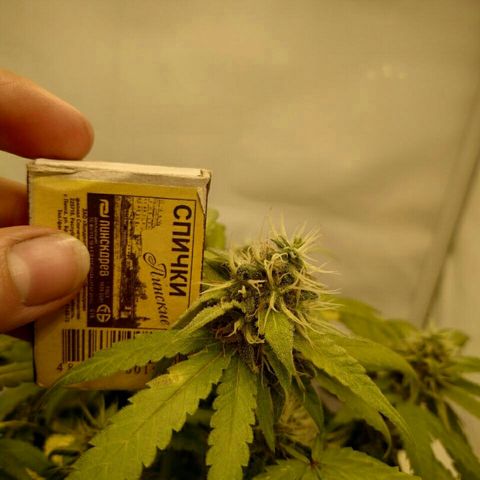 A.M.S #2 growlog timeline photo
